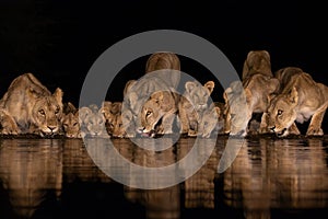 Nine lions with cubs drinking in the night