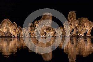 Nine lions with cubs drinking in the night