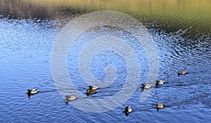 Nine Male and female mallard ducks