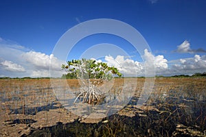 Nine Mile Pond in Everglades National Park