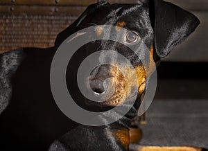 Nine month old black and red Doberman Pinscher puppy