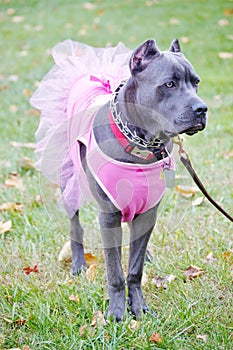 Nine month old cane corso italian mastiff in dress