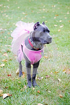 Nine month old cane corso italian mastiff in dress