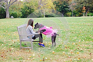 Nine month old cane corso italian mastiff in dress