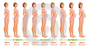 Nine months of pregnancy progression.