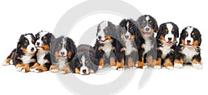 Nine puppies Bernese mountain dog