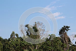 Nine Scarlet Macaws sitting in the treetops of a rainforest in Tambopata National Reserve in Peru