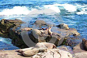 Nine Sea Lions, Otariinae, sunbathing on a rocky outcropping at Children's Beach in La Jolla, California