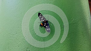 Nine spotted Moth, Amata phegea