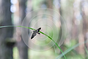 Nine-Spotted Moth Amata phegea