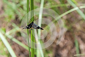 Nine-Spotted Moth Amata phegea