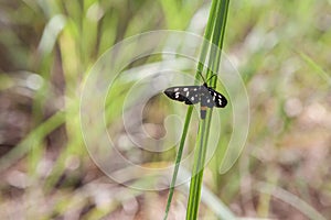 Nine-Spotted Moth Amata phegea