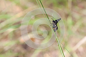 Nine-Spotted Moth Amata phegea