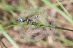 Nine-Spotted Moth Amata phegea