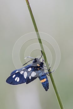 Nine-spotted moth - Amata phegea