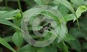 A nine spotted moth (Amata phegea) perched on a grass leaf