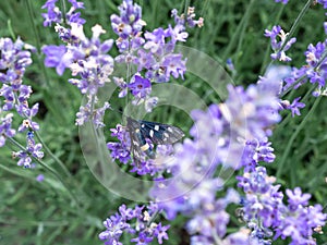 Nine-spotted moth in rows of lavender
