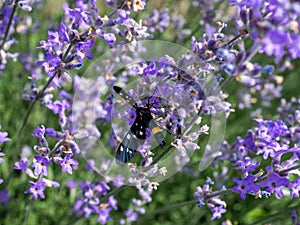 Nine-spotted moth in rows of lavender