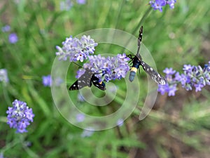 Nine-spotted moth in rows of lavender