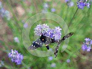 Nine-spotted moth in rows of lavender