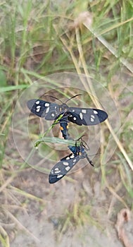 nine-spotted moth sitting on green leaf. Amata phegea, formerly Syntomis phegea