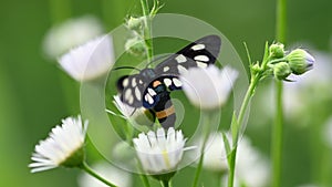 Nine-spotted moth on white flowers