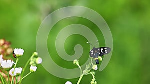 Nine-spotted moth on white flowers