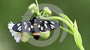 Nine-spotted moth on white flowers