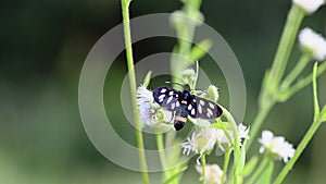 Nine-spotted moth on white flowers