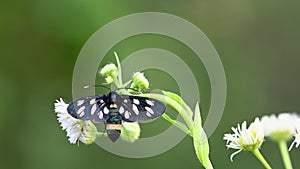 Nine-spotted moth on white flowers