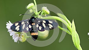 Nine-spotted moth on white flowers