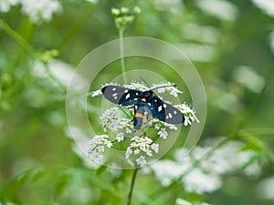 Nine-spotted moth or yellow belted burnet, Amata phegea, formerly Syntomis phegea, close-up on flowers