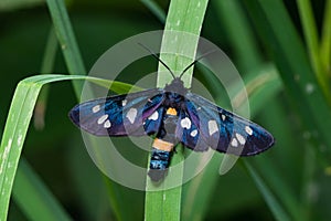 Nine-spotted moth or yellow belted burnet, Amata phegea, formerly Syntomis phegea, macro in weed