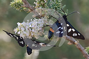 Nine-spotted moths (Amata phegea) nectaring photo