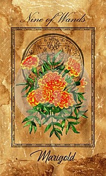 Nine of Wands. Minor Arcana tarot card with Marigold and magic seal