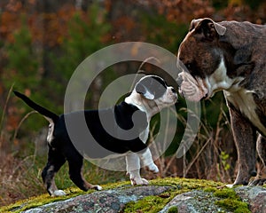 Nine weeks old puppy Old English Bulldog with an adult male