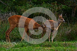 Nine weeks young wild Roe deer, Capreolus capreolus