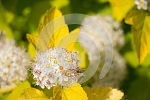 Ninebark (Physocarpus opulifolius)