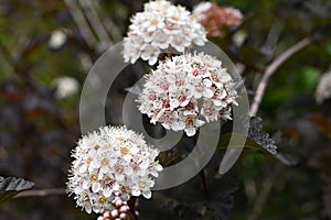 Ninebark (Physocarpus opulifolius) flowers. Rosaceae deciduous shrub. photo