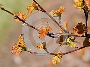 Ninebark Or Physocarpus Opulifolius In Spring photo