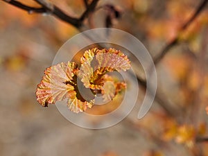 Ninebark Or Physocarpus Opulifolius In Spring photo