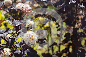 Ninebark (Physocarpus opulifolius) photo