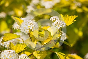 Ninebark (Physocarpus opulifolius) photo