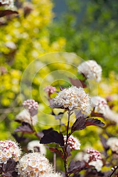 Ninebark (Physocarpus opulifolius) photo