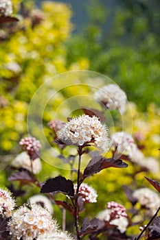 Ninebark (Physocarpus opulifolius) photo