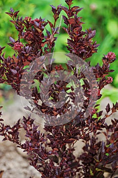 Ninebark Physocarpus opulifolius `Tiny Wine` planted in summer garden.