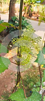 ninel vine flowers in bee pollination