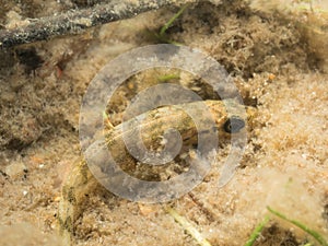 Ninespine Stickleback fish Pungitius pungitius