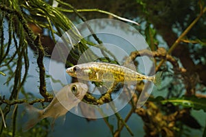 Ninespine stickleback, intelligent freshwater decorative wild fish lifts its spines showing territorial behavior