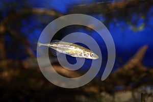 Ninespine stickleback